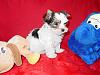 Only One More Day Until Our New Puppy Is Home!-livi-8weeks1.jpg