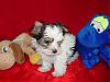 Only One More Day Until Our New Puppy Is Home!-livi-8weeks9.jpg