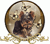 ***save A Yorkie Rescue Yorkie Day Update-barbglobe.gif