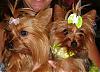 More Yorkie Fair Photos!!!!!-baileysissy.jpg