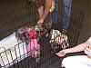 Yorkie Fair 2007 (my photos)-1.jpg