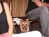 Yorkie Fair 2007 (my photos)-25.jpg