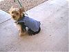 What made you choose a boy or girl Yorkie?-bitsy-new-vest-sitting.jpg