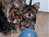 HELP!!! We need a MIRACLE! Yorkie Train needed from KS to NJ... Please Help!-dad-jcee-050507.jpg