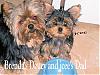 HELP!!! We need a MIRACLE! Yorkie Train needed from KS to NJ... Please Help!-brendasdeucyjcee.jpg