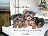 HELP!!! We need a MIRACLE! Yorkie Train needed from KS to NJ... Please Help!-brothersister.jpg