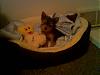 The adorable yorkie "head tilt"-jake-9-9-06.jpg