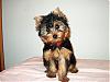 The adorable yorkie "head tilt"-tmpphpkdax0o.jpg