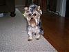 Just gave Brutus a haircut!-may-haircut-brutus-4-small-.jpg