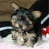 The adorable yorkie "head tilt"-diggster.jpg