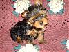 The adorable yorkie "head tilt"-emerald7halfweeks-001.jpg