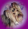 The adorable yorkie "head tilt"-destiny-021.jpg