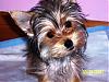 The adorable yorkie "head tilt"-102_1581.jpg