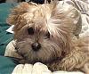 Newbie here, with a Morkie (or Yorktese?)-dsc00433222.jpg