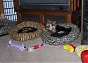 Look What Mommie Bought Us!!!-new-beds-8.jpg