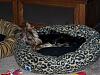 Look What Mommie Bought Us!!!-new-beds-11.jpg