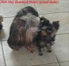 More Bumbie Pictures.. and his family.-2004-may-mukie-bumbie.jpg