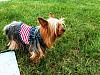 Patticake's YT Train Tracker....Lori is on her way!!!-yt-yorkie-trian-024.jpg
