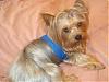 just curious, how many yorkies do you have and will have?-dsc01506.jpg