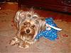 just curious, how many yorkies do you have and will have?-dsc01687.jpg