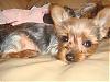 just curious, how many yorkies do you have and will have?-dsc02031.jpg