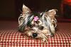 Yorktese/morkie-baby-girl.jpg