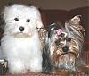 Yorktese/morkie-hannah-bentley.jpg