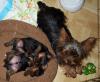 yorkie pup male or female?-mollybaby3.jpg