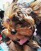 Patticake's YT Train Tracker....Lori is on her way!!!-yt-yorkie-trian-030.jpg