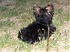 Patticake's YT Train Tracker....Lori is on her way!!!-yt-yorkie-trian-031.jpg