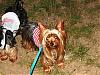 Patticake's YT Train Tracker....Lori is on her way!!!-yt-yorkie-trian-035.jpg