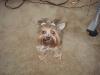 New to site- Couple pictures of my yorkie-bell-bell-001.jpg