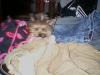 New to site- Couple pictures of my yorkie-bell-bell-006.jpg