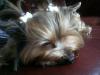 New to site- Couple pictures of my yorkie-bell-bell-004.jpg