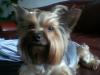 New to site- Couple pictures of my yorkie-bell-bell-005.jpg