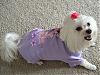 The New Shirt that "SammietheYorkie" made for Libby!Puppylovecout-js800_dogpicsmay2007_064.jpg