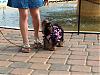 Patticake's YT Train Tracker....Lori is on her way!!!-yt-yorkie-trian-096.jpg