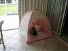 House Breaking-potty-tent-small.jpg