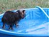Maggie was missing...look where I found here...-maggie-pool.jpg