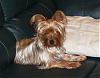 GOLDEN YORKIES-- are these real?-kera-072806d.jpg