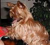 GOLDEN YORKIES-- are these real?-pa120061.jpg