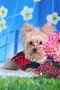 GOLDEN YORKIES-- are these real?-j5466853-2.jpg