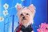 GOLDEN YORKIES-- are these real?-j5466853-6.jpg