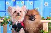 GOLDEN YORKIES-- are these real?-j5466853-19.jpg