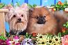 GOLDEN YORKIES-- are these real?-j5466853-24.jpg