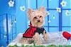 GOLDEN YORKIES-- are these real?-j5466853-5.jpg