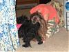 Patticake's YT Train Tracker....Lori is on her way!!!-yt-yorkie-trian-208.jpg