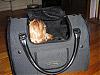 Rocky in his new Celltei Carrier-picture-106.jpg