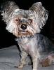 HELP Yorkie  found now what????-100_2704.jpg