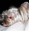 HELP Yorkie  found now what????-100_2707.jpg